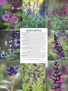 several different types of wildflowers are shown in this page, including purple and pink flowers