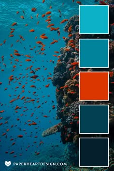 the color scheme is blue, orange and grey for this coral reef photo by paperheaddesign com