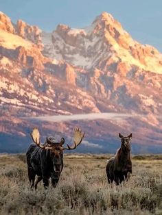 Grand Teton: Nature's Paradise Cowgirl Era, Knitting Things, Steampunk City, Bull Moose, Beautiful Wildlife, Pheasant Hunting, Camping Aesthetic, National Parks Usa, Ranch Life