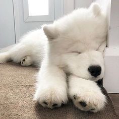 a white dog laying on top of a carpet next to a door with it's eyes closed