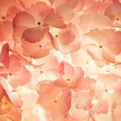 pink flowers are arranged in the center of this photo, with light shining on them