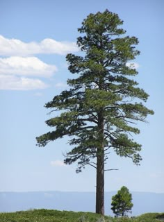 a lone tree in the middle of a field