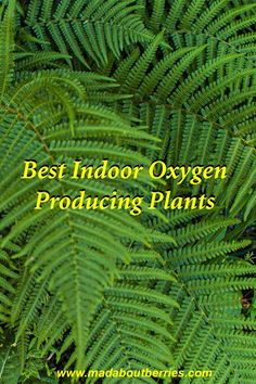 the words best indoor oxygen producing plants are in front of a green plant with large leaves