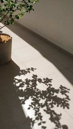 a potted plant sitting on top of a white tiled floor next to a wall