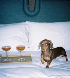 a dachshund standing on a bed next to two glasses of wine