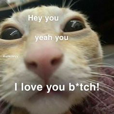 A cat very close to the picture saying I love you Alt Cat Drawing, I Love You Cat Reaction Pic, Cat Kiss Mwa, Send This To Someone You Love Edits, I Love You Kitty, Cat Saying I Love You, Cat Love You, I Love You Cat Pictures, I Love You Pfp