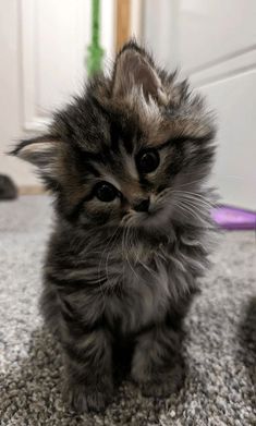 a small kitten sitting on top of a carpet next to a door