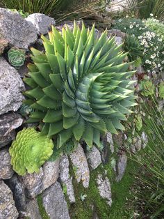 a large green plant growing out of the side of a rock wall next to grass and flowers