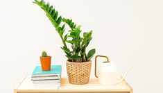 a potted plant sitting on top of a wooden table next to a watering can