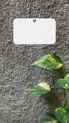 a green plant is growing in front of a gray wall with a white tag on it