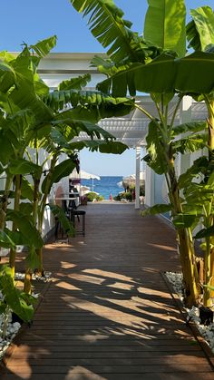 the walkway is lined with large green plants