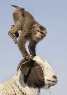 a monkey sitting on the back of a goat