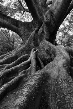 the roots of a large tree in black and white