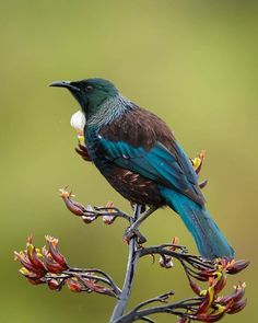 a blue and brown bird sitting on top of a tree branch with flowers in the foreground