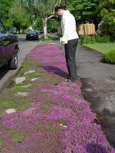 a person walking down a sidewalk with purple flowers on the ground and grass growing all over it