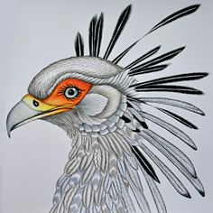 a drawing of a bird with feathers on it's head and an orange eye