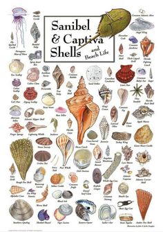 a poster with shells and other sea animals