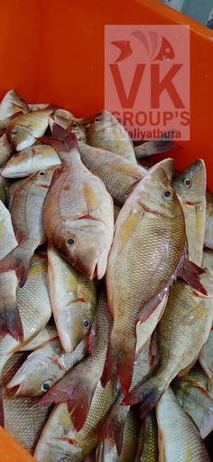 Fresh Fish 
Trivandrum 
Home delivery 
Innathepachameen 
VK Groups Valiyathura Fish Home, All Fish, Pretty Drinks, Fresh Fish, Home Delivery, Slime, Seafood, Tea Cups