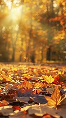 the sun shines brightly through leaves on the ground in an autumn park area with trees and foliage