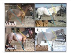 more conformation angles Equine Exercises, Horse Conformation, Horse Massage, Horse Facts, Riding School, Horse Anatomy, Horse Health