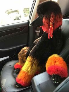 a poodle sitting in the back seat of a car wearing an orange and black scarf