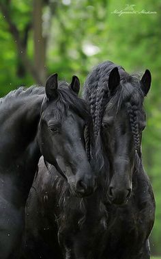 two black horses standing next to each other