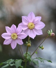 two pink flowers with green leaves in the foreground