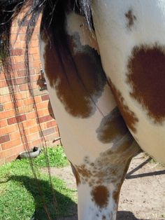 the back end of a brown and white horse with spots on it's body