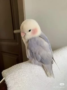 a white and gray bird sitting on top of a towel