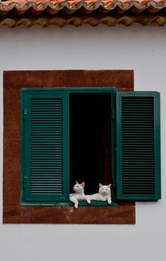 two white cats sitting on the window sill in front of green shutters and a red tiled roof