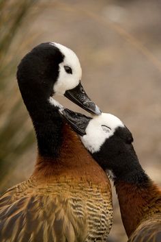 two ducks are touching each other with their beaks