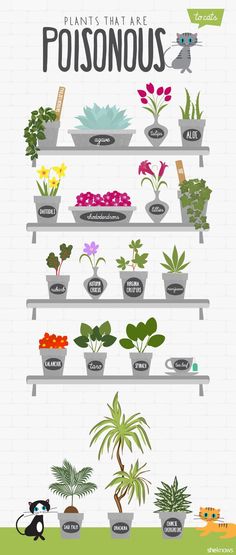 an illustrated poster with plants on shelves and the words, plants that are poisonous