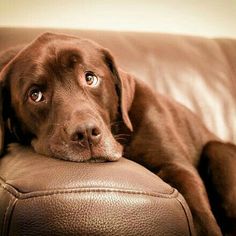 a brown dog laying on top of a leather couch with his head resting on the armrest