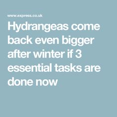 the words hydrageas come back even bigger after winter if 3 essential tasks are done now