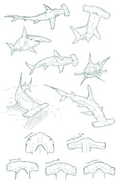 several different types of sharks in the water