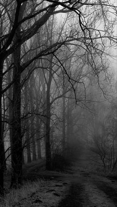 a black and white photo of a dirt road in the woods on a foggy day