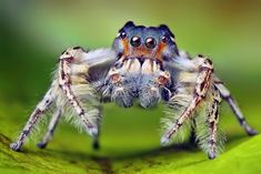 a close up of a spider with its mouth open and teeth wide open, on a green leaf