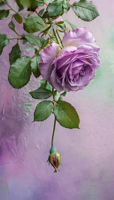 Beautiful Rose, Wallpapers