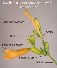 the parts of a flower that you need to know for deadheading in your garden