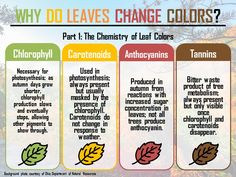 three different types of leaves with the words why do leaves change colors? on them