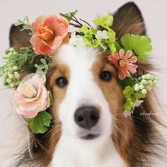 a brown and white dog with flowers in its hair is looking at the camera while wearing a flower crown