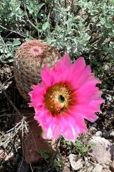 a pink flower sitting on top of a rocky ground next to a cactus plant with green leaves