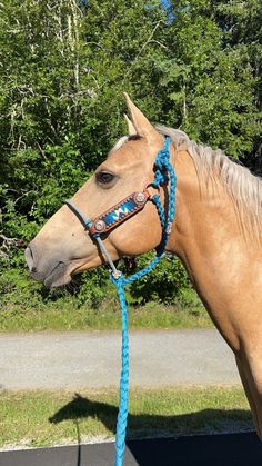 a brown horse wearing a blue bridle with trees in the background