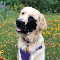 a close up of a dog in a field of flowers