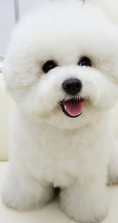 a small white dog sitting on top of a white couch with its tongue hanging out