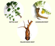 the four stages of root development are shown in three different pictures, including dandelion root, dandelion root, yellow dock root and nettle leaf