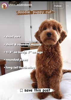 a brown dog sitting on top of a bed next to a white pillow with words above it