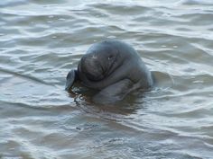 a baby elephant is swimming in the water