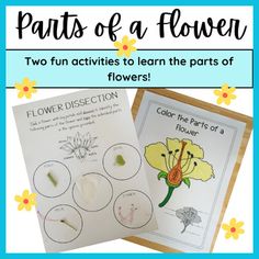 two flower activities to learn the parts of flowers