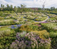 a field with many different types of plants and flowers on it, including trees in the background